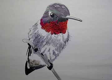 A perched, male, ruby throated humming bird on a branch. Purple and green covers the head until the red/purple color of the neck. The purple is hinted to throughout the body of the bird. The underside of the tail feathers are a muddy grey. 