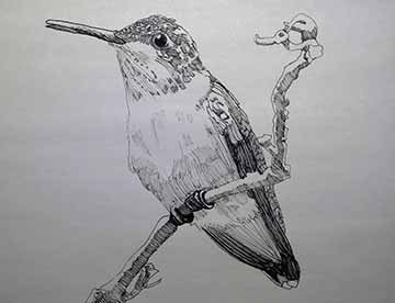 A female ruby throated hummingbird in black and white perched on a branch.