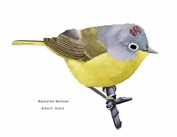 This is a scientific illustration of a Nashville Warbler male bird that is sitting on a branch. The bird is depicted at its side profile. The bird itself is composed of yellows, blues, greens, and reds.