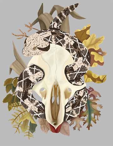 This is an illustration of a rat skull with a snake running through its eye sockets and foliage surrounding the whole piece. 