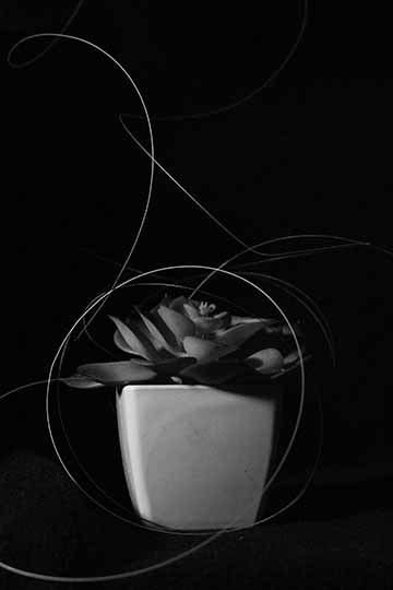 “Alone” is another piece in a digital photograph series titled “The Quarantine Studies”, that was created in the height of the COVID-19 pandemic. The primary subject of the photo is a small succulent plat being with loose whimsical likes wrapping in and around the plant. The dark black background makes the plant and the swirls pop and really gives the feeling of being alone.