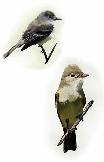 This piece was completed for a study of the birds of Rice Creek. In this image there are two digital paintings of Alder Flycatchers. In the top left there is a grey Flycatcher perched on a small branch. The bird is sitting with its wings tucked back and looks off to the right. In the bottom right corner there is another Flycatcher that is slightly more yellow and has brighter feathers. Also perched on a branch, this bird is facing front and looks off to the right. 