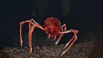 Deep underwater with rigged landscaped and smoking vents in the distance. In focus is a 8 legged crab like creature with the central mass covered in red hair. The legs are speckled red and cream color.